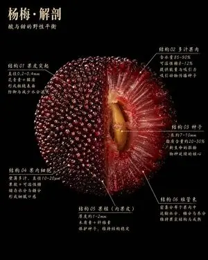 Scientific Bayberry Anatomy Poster