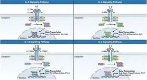 Multi-panel cytokine signaling pathways