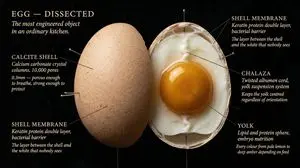 The Naturalist Dissection Prompt