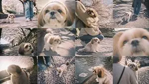 Cherry Blossom Shih Tzu Photo Collage