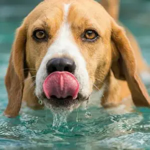 Macro Shot of a Beagle Drinking Water