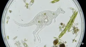 Kangaroo-Inspired Single-Celled Organism