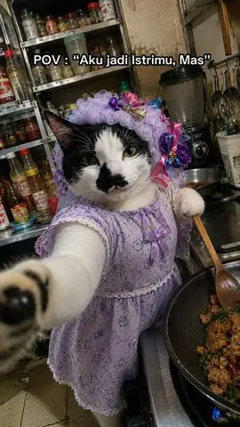 Cat Wife Cooking Meme Photo