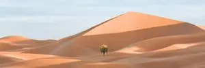 Ultra-Wide Desert Dunes With Lone Palm