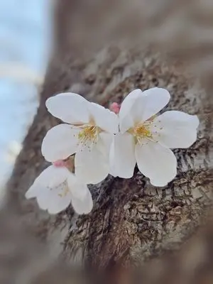 Found a Small Spring