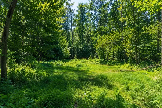 Social Media Post - High Resolution Forest Clearing Photo