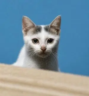 Enhance Blurry Kitten Photo
