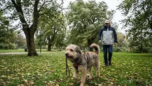 Opposite of Normal Relations: Dog Walking a Human