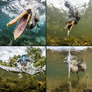 Fisheye Perspective of a Fish and Seagull