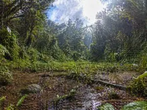 Rainforest Clearing with Speckle Artifacts