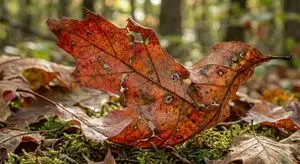 Photorealistic Leaf Shaped Like a Bird