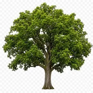 Isolated Tree on Checkerboard
