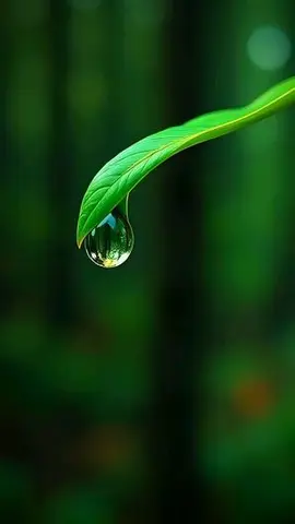 Ultra-Cinematic Macro Shot of a Leaf and Water Droplet