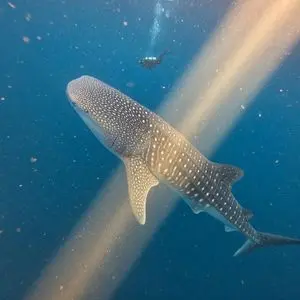 Whale Shark in Sunbeam