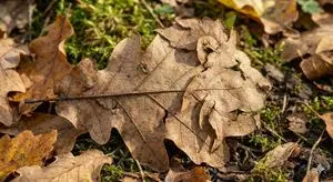 Photorealistic Leaf Shaped Like a Lion