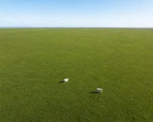 Aerial View of Vast Grassy Plain with Two Sheep
